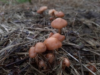 mushrooms in the forest