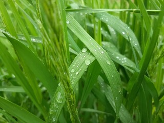 grass with dew drops