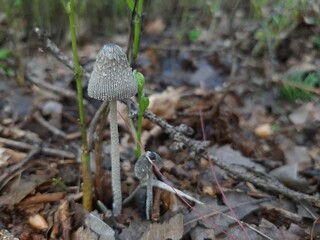 mushrooms in the forest