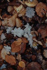 autumn leaves background