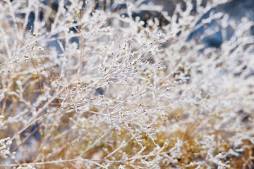 Winter texture of frost on plant with abstract depth of field.