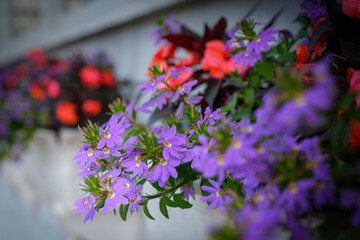 Fototapeta na wymiar Purple Scaevola Aemula and red flowers blooming in window boxes on white blurred wall background
