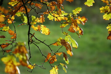 Buchenzweige im Herbst