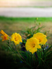 Obraz premium Three yellow lily flower heads on blurred green meadow background