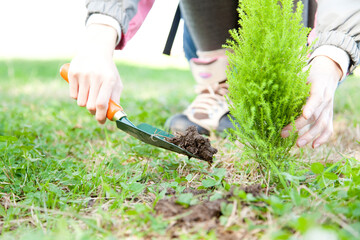 植樹する女性の手元