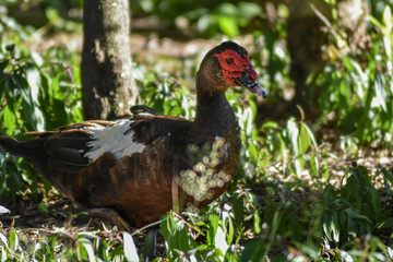 Verruga pato rojo de color blanco y negro y patitos