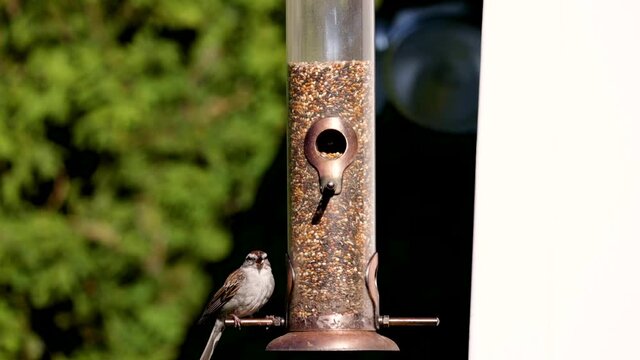 bird feeder in the garden song sparrow