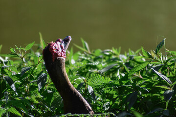 Fototapeta premium Verruga pato rojo de color blanco y negro y patitos