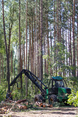 Logging machine at work during the clearing of the plantation. Wheel harvester for sawing trees and cutting down forests. Loggers, modern loggers. Logging machine. Ttractor and saw.