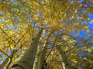 Looking up at a grove of aspen with fall colors near Lake Tahoe, California
