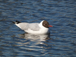 The black-headed gull (Chroicocephalus ridibundus) swimming in the pond, Gdansk, Poland