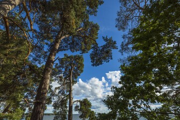 Beautiful view on Baltic sea on summer day. Dark sea water surface, green pine trees and blue sky with white clouds. Sweden.