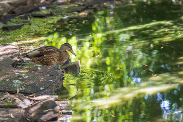 The duck sits on a stone by the water and drinks. There are circles on the water. The photo has a nice bokeh.