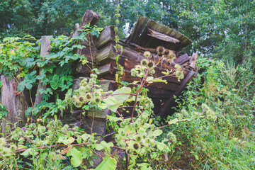The ruins of old decayed wooden buildings, overgrown with grass, bushes and climbing plants. Remains of a former village dwelling.