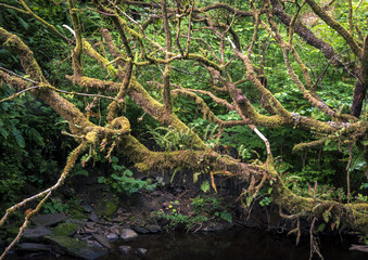 Fototapeta premium Trees, Maich Water, Lochwinnoch, Renfrewshire, Scotland, UK