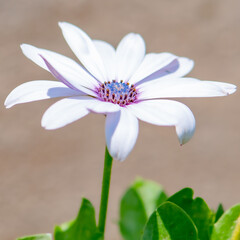 Fototapeta premium White and purple daisy flowers