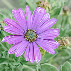 Obraz premium pink daisy flower