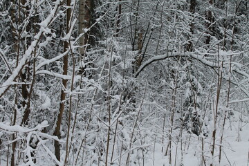 Fototapeta premium snow covered tree