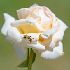 white beetle on flower