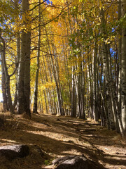 Obraz premium Fall colors in a grove of aspen near Lake Tahoe, California 