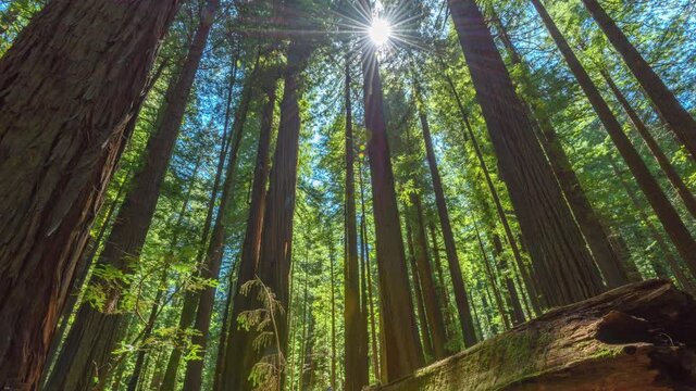 Redwood Forest time lapse