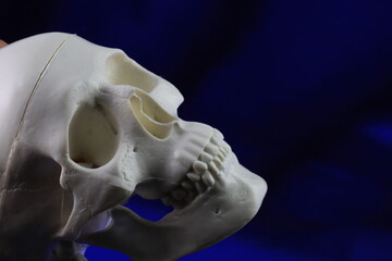 Human Skull Model