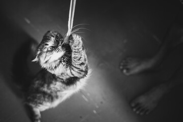 Cat plays with a rope: he caught the end and fiercely pulls it down whereas his master is almost invisible, only his bare feet are seen in the shadows of the dark right corner. Black and white