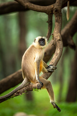 Gray langurs or Hanuman langurs or indian langur or monkey in natural green background during monsoon season safari at ranthambore national park or tiger reserve rajasthan india