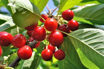 close-up of ripening sweet cherries on a tree in the garden, low angle view