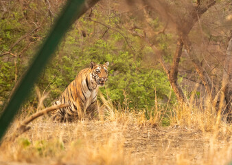 Maya cub at Tadoba Andhari Tiger Reserve, India