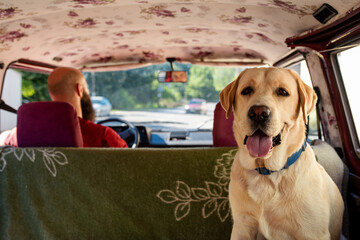 Man with cute dog, labrador retriever, traveling together on vintage van transport