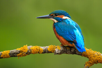 the king fisher