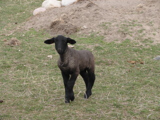 black lamb in a pasture of grass