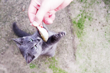 Small gray kitten eating fresh fish from hand, soft focus
