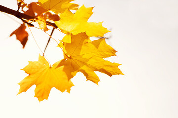 Bright autumn background. Yellow maple leaves on a light sky background, soft focus