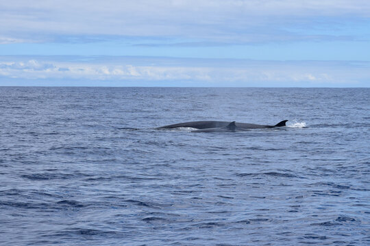 A female Bryde's whale and its calf in the atlantic ocean. Whale watching, Madeira, Portugal.