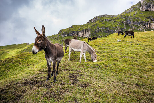 Donkeys graze on an alpine pasture in the Dolomites - Donkey portrait 
