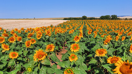 Sunflowers in a sunny field nature landscape with yellow and green colors