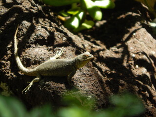 Lagarto