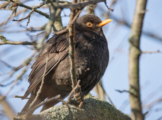 Amsel im Sonnenschein