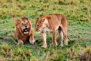 Löwen in der Savanne., Safari in der Masai Mara, Kenia.