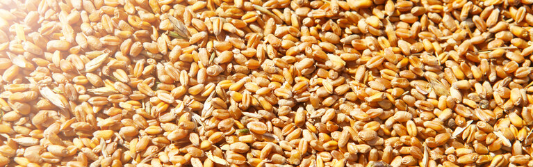 Wheat grains in the form of an agricultural background. 