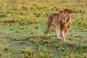 Löwe in Kenia. Safari in der Masai Mara, Kenia