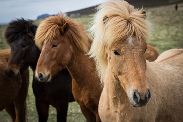 Fototapeta premium Caballos Islandeses