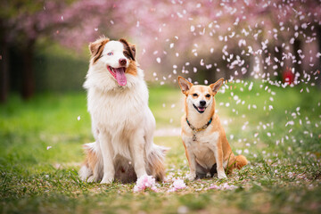 Zwei Hunde im Park mit Kirschblüten