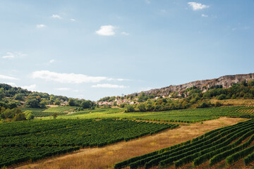Fototapeta na wymiar vignes et vignoble en côte d'or. Village d'orches en Bourgogne