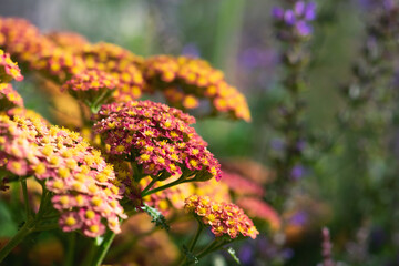 Pink Yarrow Flowers © Katherine Kirkland