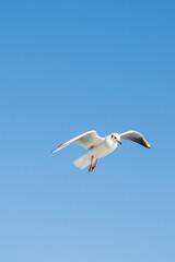 Fototapeta na wymiar Seagulls flying in sky, Seagulls are flying in sky as background
