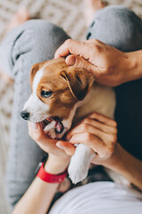 Adorable puppy Jack Russell Terrier playing in the owner's hands. Portrait of a little dog.