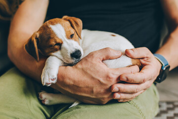 Adorable puppy Jack Russell Terrier sleeping in the owner's hands.